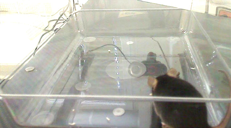 mouse back view