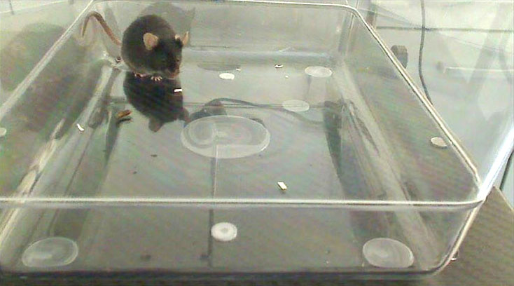 mouse front view